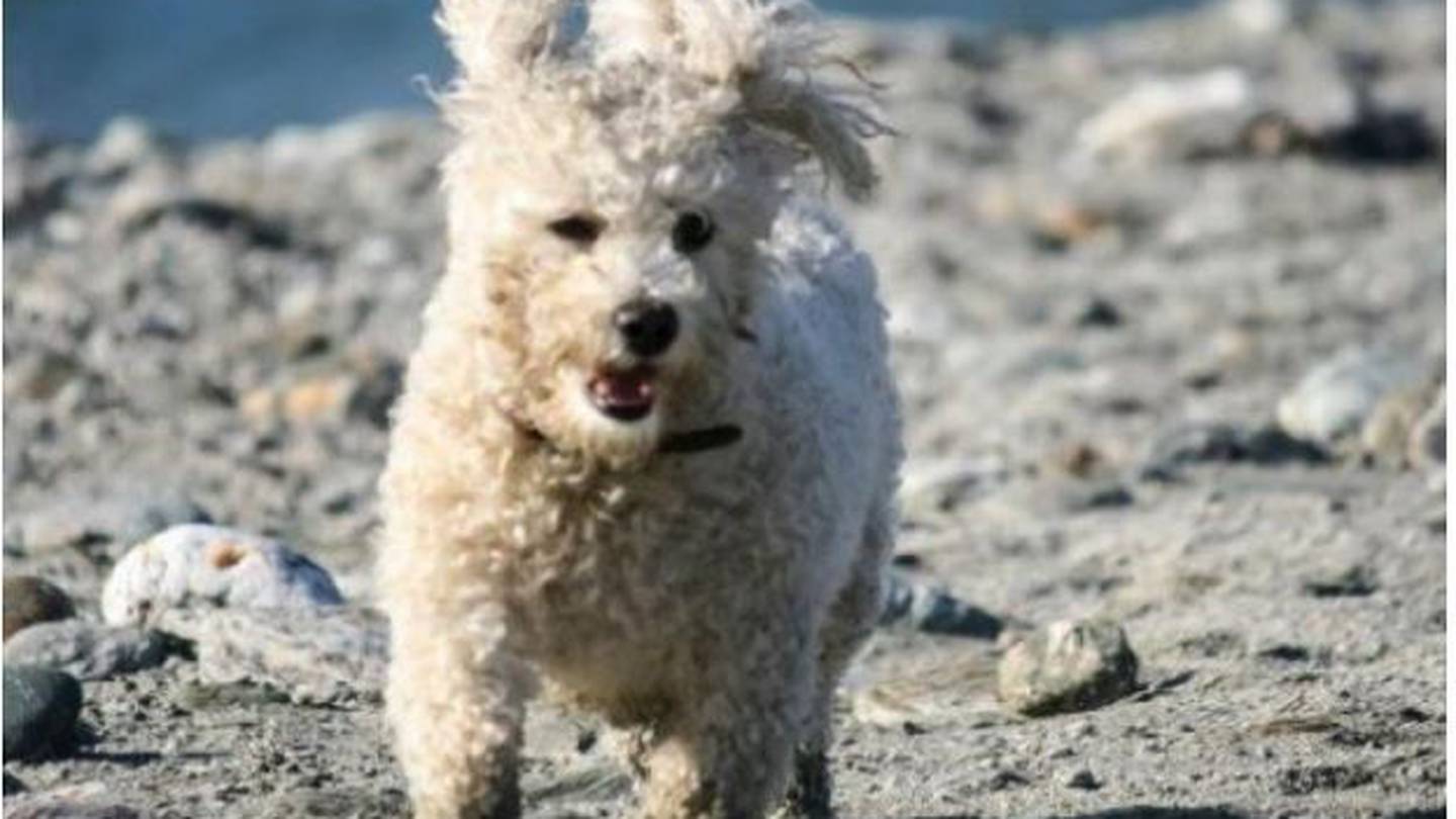 Teddy Bear went missing on February 11 with another dog. (Photo / Supplied)