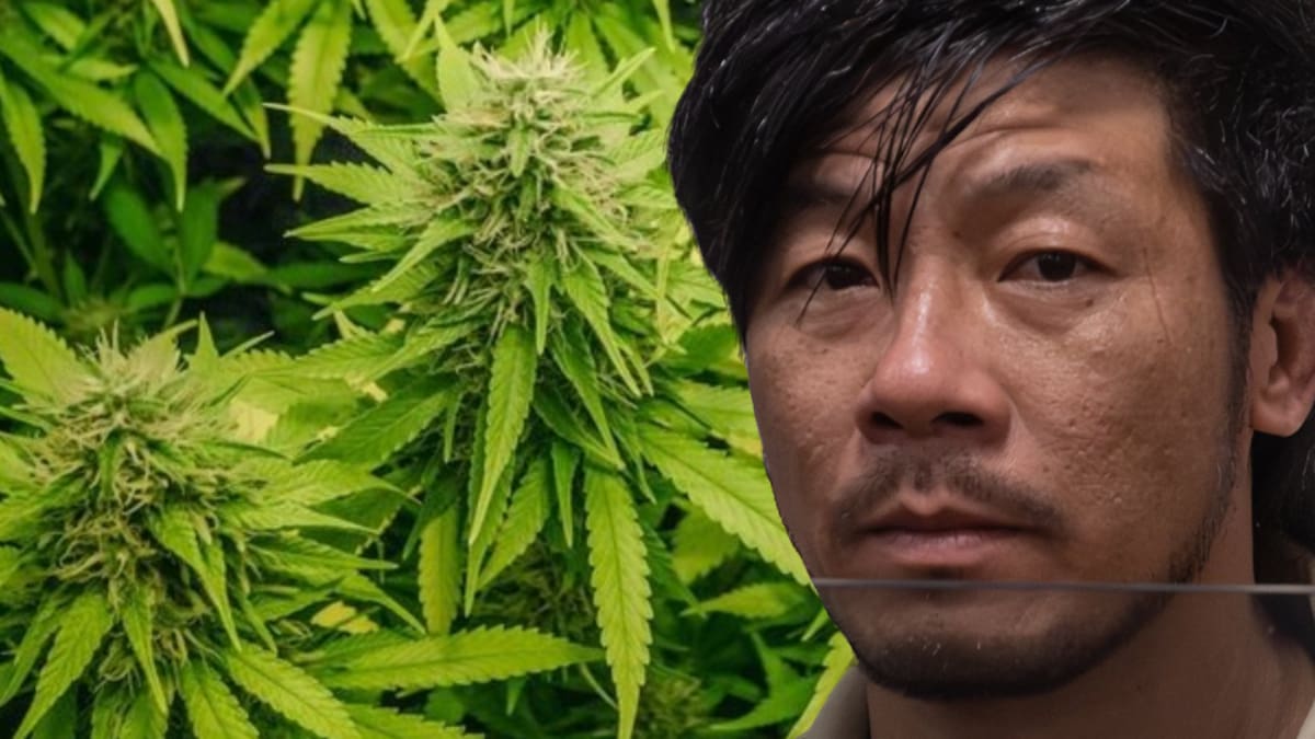 'Simply not credible': Judge rejects fugutive cannabis cultivator's bizarre explanation