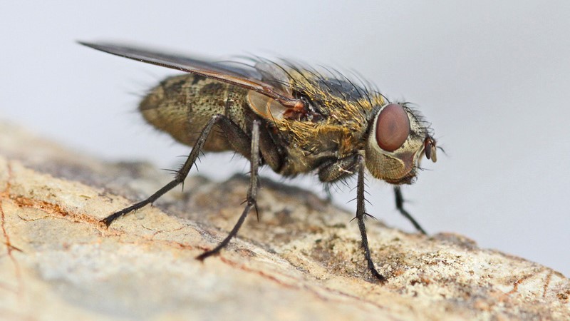 Ruud Kleinpaste: Queries about cluster flies in houses