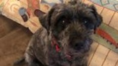 Her owner belives Zoe was stolen on Matariki Friday.