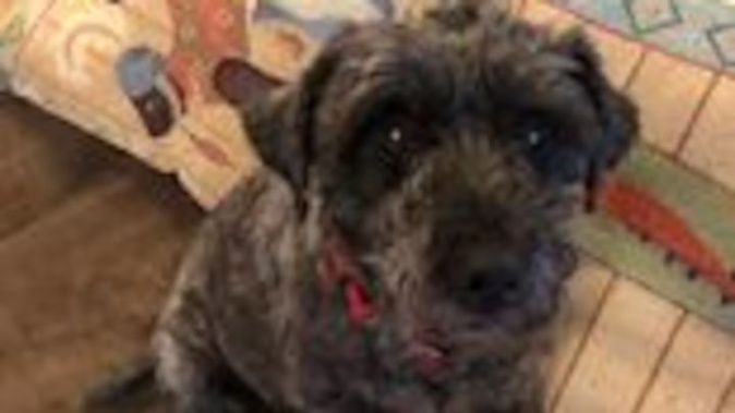 Her owner belives Zoe was stolen on Matariki Friday.