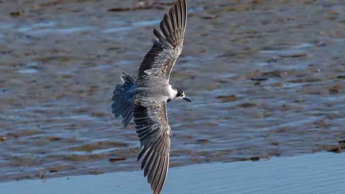 Black tern in Waikanae estuary. (Photo / Roger Smith)