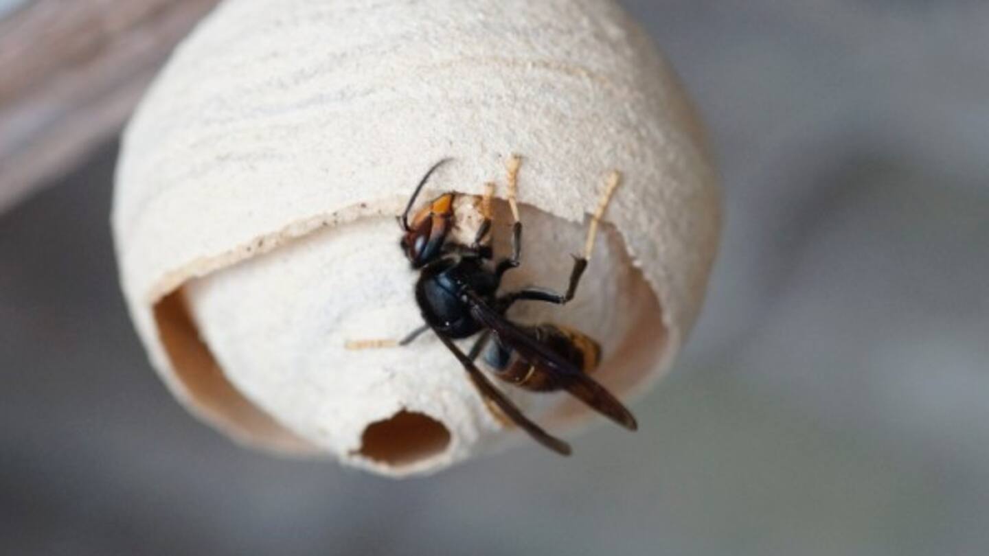 Yellow-legged hornets feed on bees and other insects. Photo / Ministry for Primary Industries via Facebook