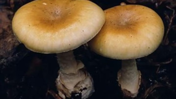 A 98-year-old Melbourne woman died after ingesting a death cap mushroom found in her garden. Photo / Supplied
