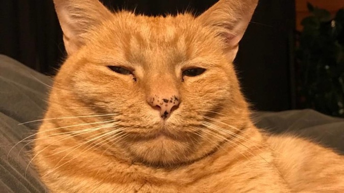 Despite winning their case at the Disputes Tribunal, the family was still unable to get their beloved cat back as the new owners weren't part of proceedings. (Photo / File)