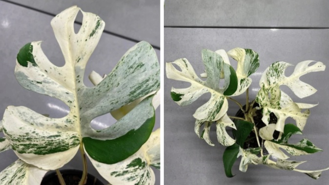 It was a tight race as the auction for the very rare white variegated Rhaphidophora Tetrasperma ended on Sunday night. (Photo / Trade Me)