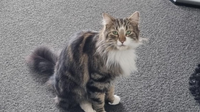 Bosco came home trimmed all over, with his mane cut.