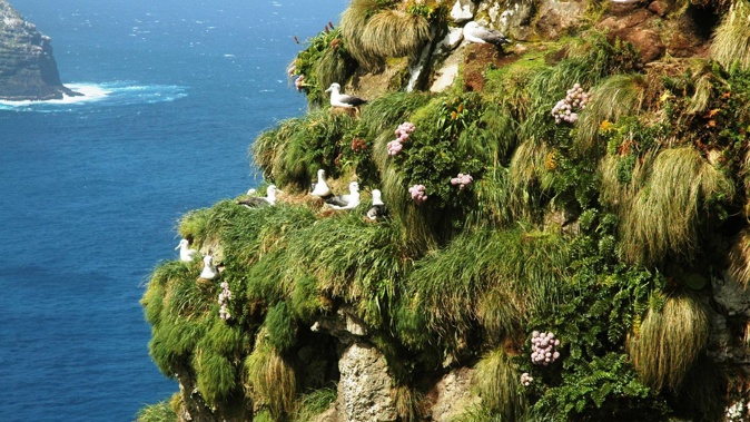 Albatross nest on a cliff in the Auckland Islands. Photo / John Montgomery