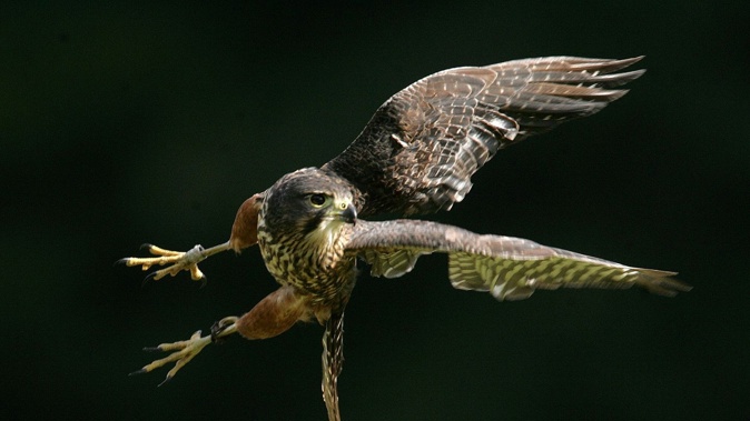 A falcon, not the one pictured, attacked a woman in Rotorua's Whakarewarewa Forest. Photo / File