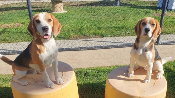 Beagles Bernard and Ozzy didn't make the grade as sniffer dogs, so are now looking for new homes. Photo / MPI