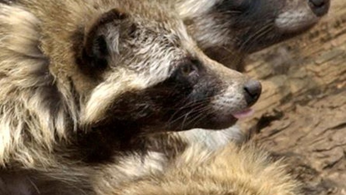 Scientists have found suggestions the pandemic originated from raccoon dogs. Photo / AP