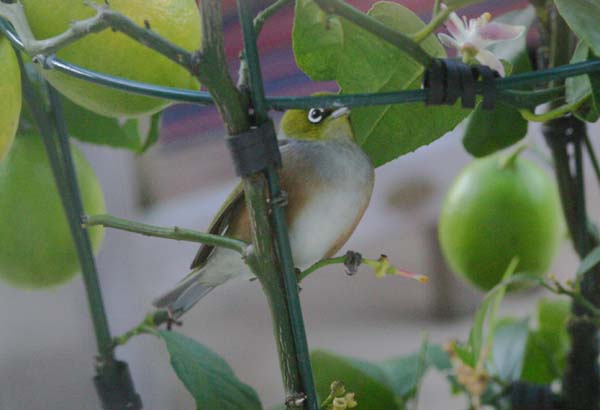 Tauhou scouting for protein outside Ruud's office window. 