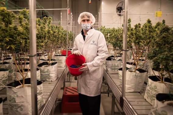 Aether Pacific Pharmaceuticals cultivation supervisor Louis Whitelaw harvesting medicinal cannabis in the company's Christchurch branch. Photo / George Heard