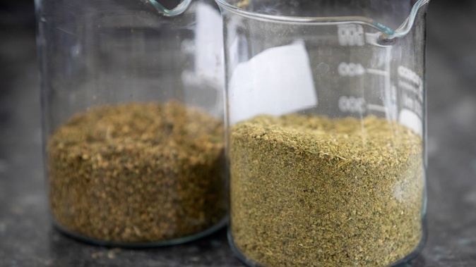 Cannasouth's plan to buy the remaining 50 per cent of Cannasouth Cultivatoin has fallen through. Photo / NZ Herald