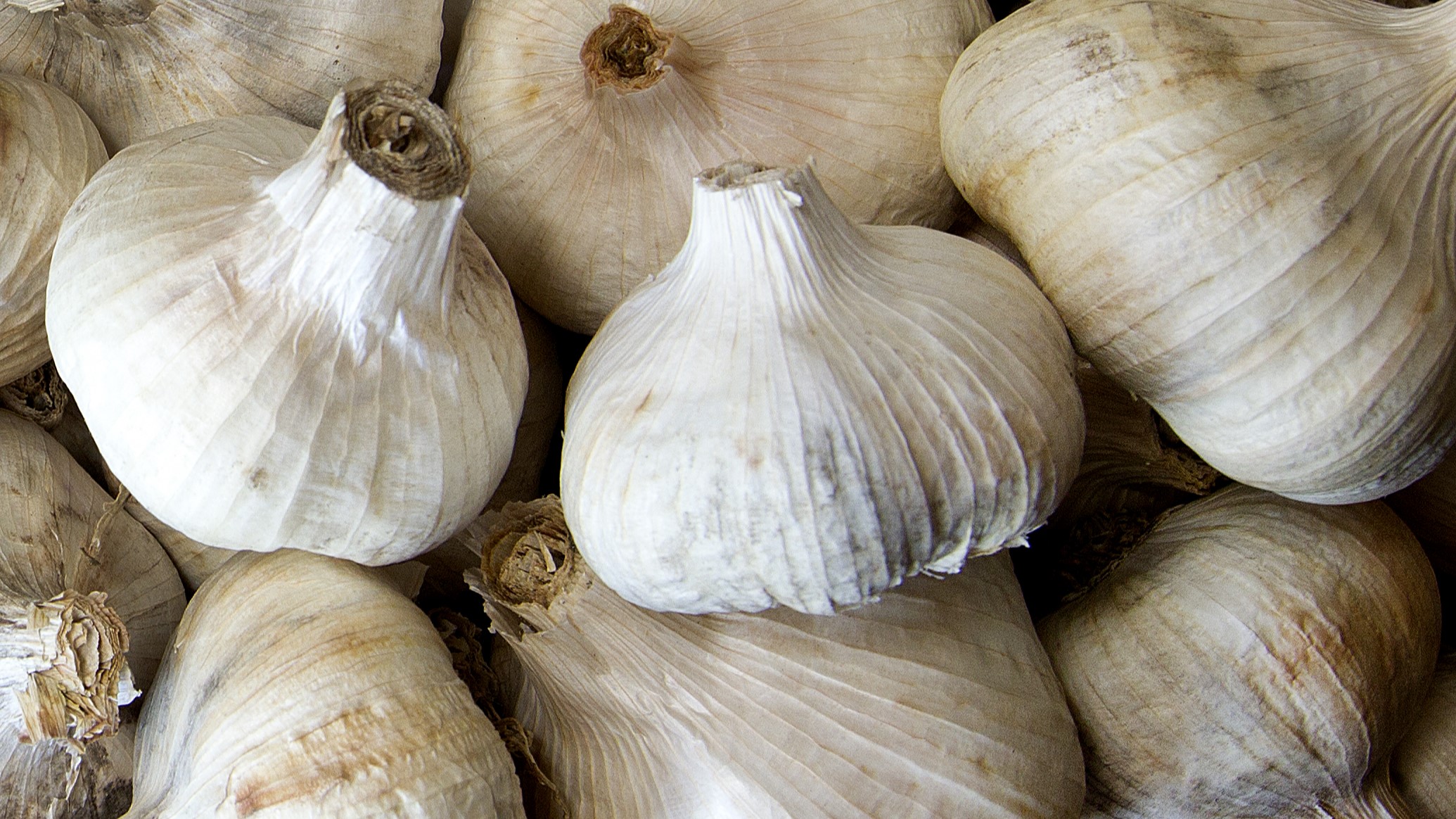 Ruud Kleinpaste: Planting garlic - do it earlier than you think
