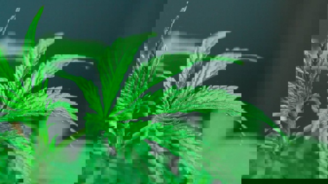 A woman was caught with more than 800 cannabis plants at her rental property. Photo / NZME