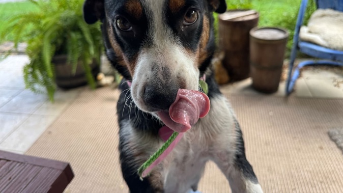 Sadie Mae, a stray dog who showed up near Katie Simon's front porch in Jamestown, Tennessee, in mid-July with her six puppies. Photo / Katie Simon, The Washington Post