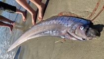 Rare 'giant' oarfish found washed up on South Island beach
