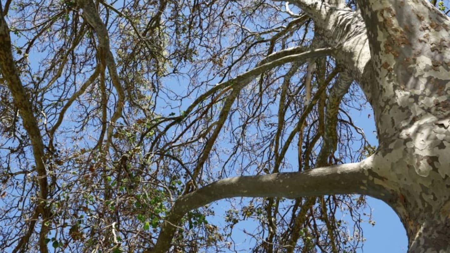 Foliage on the trees has started dropping. Photo / LDR / Maia Hart