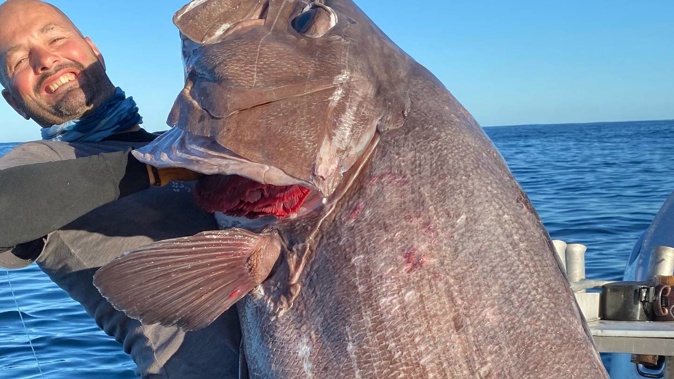 Aaron Standen caught this monster bass while fishing out of Hicks Bay, off East Cape. (Photo / Supplied)