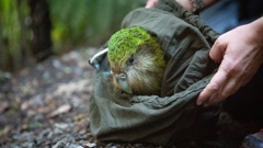 Kakapo Elwin, 15, is Sanctuary Mountain Maungatautari's latest escapee. Photo / Stuart Attwood