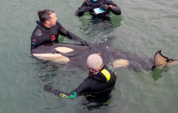 Justin Stretch cradles orca pup Toa at the Plimmerton boat ramp in Porirua last week. (Photo / Mark Mitchell)