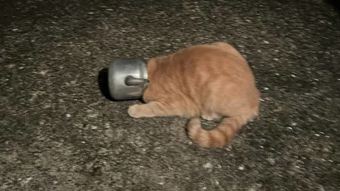 The cat was the cause of the complaint. Photo / NZ Police