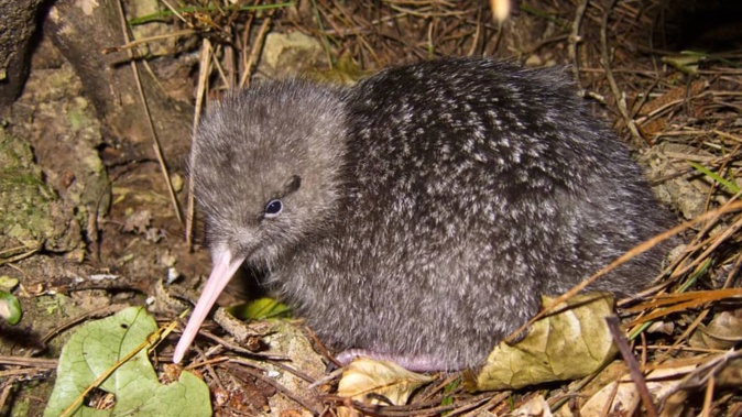 Kiwi are nocturnal, fragile birds and handlers need to be trained in how to pick them up safely. Photo / DoC