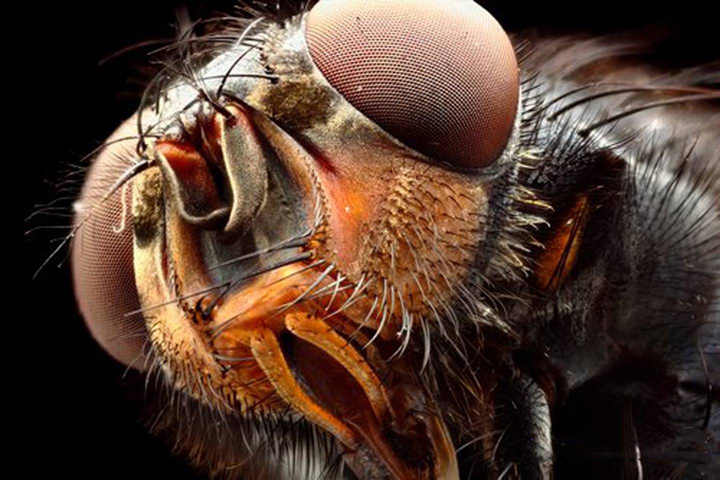 Housefly. Photo / George Novak