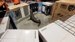 Ovens and dishwashers were used to barricade the slippery seal inside Bunnings Warehouse in Whangārei.