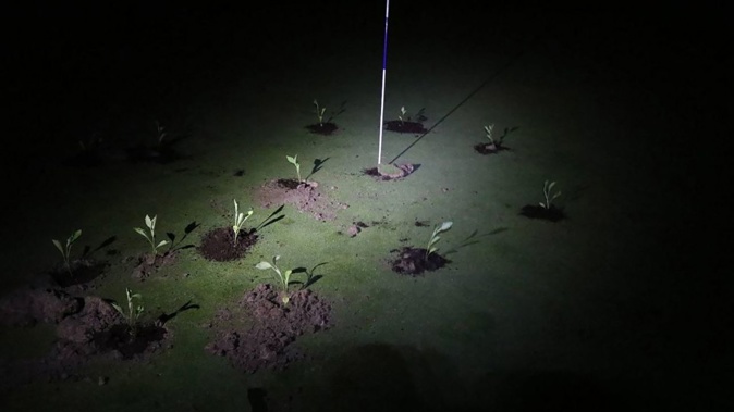 Seedlings planted by Extinction Rebellion climate activists on a golf course in Gorraiz, near Pamplona in a photograph released on July 2, 2023. Extinction Rebellion/Handout/AFP/Getty Images