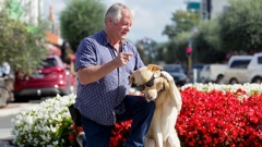 Expert animal behaviourist Mark Vette was open to the idea of regulating dog walkers.