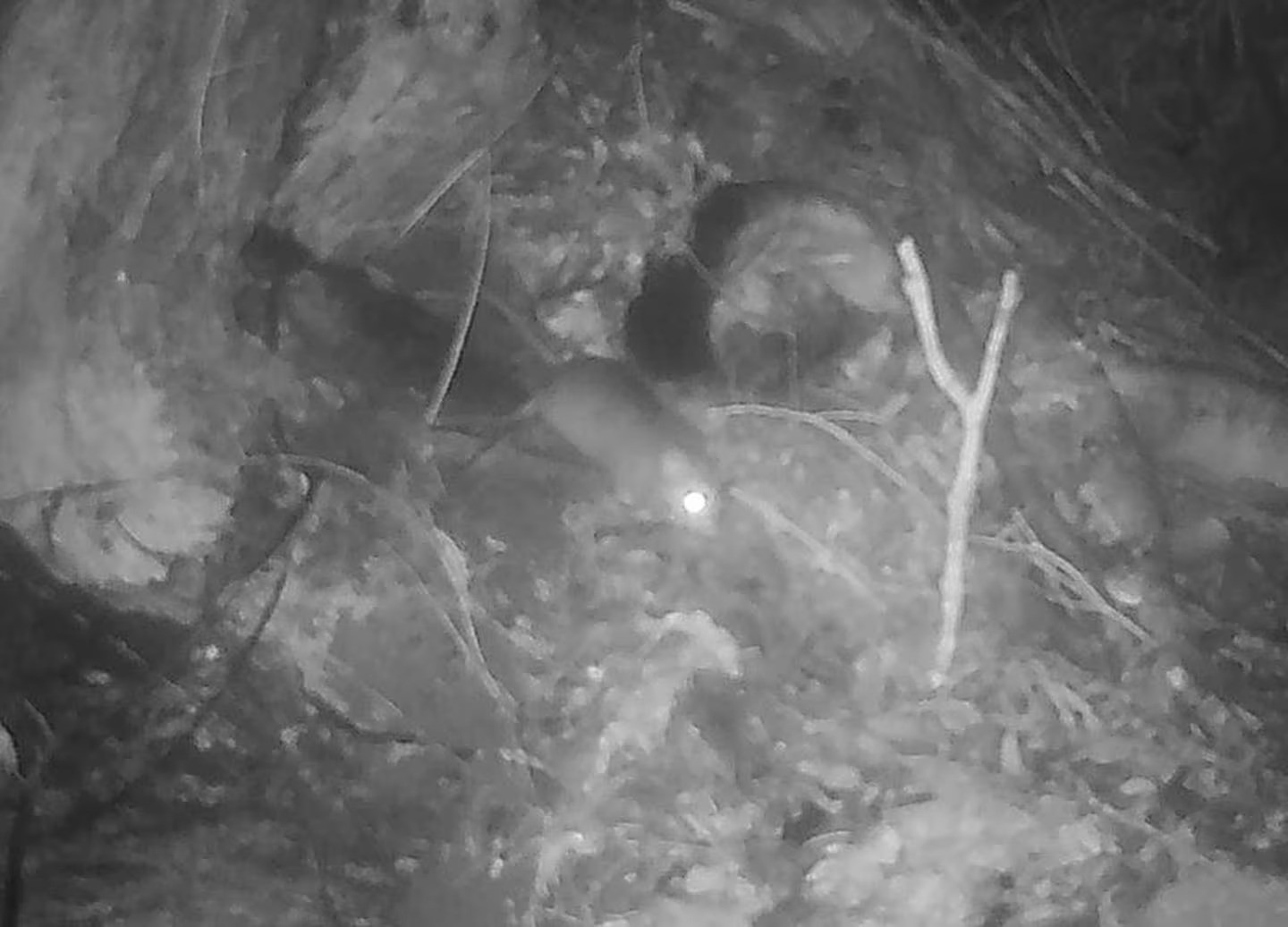 A possible mouse captured on trail cameras. Photo / Predator Free Rakiura / Manaaki Whenua