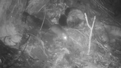 A possible mouse captured on trail cameras. Photo / Predator Free Rakiura / Manaaki Whenua