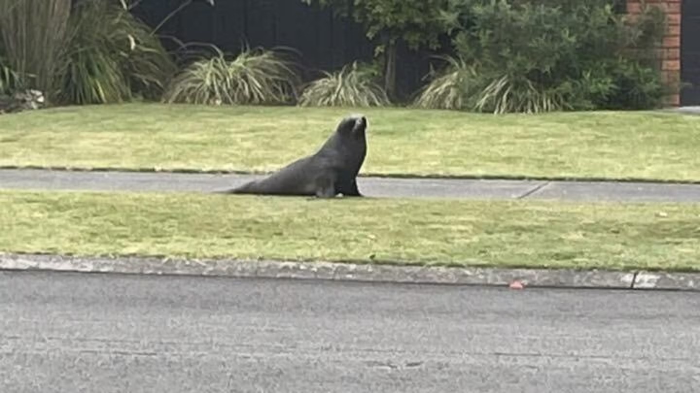 ‘So far from the sea’: Seal takes a morning shuffle through Taradale