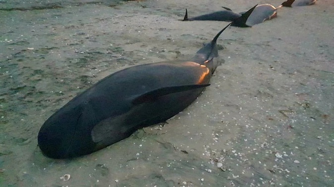31 whales have died at Farewell Spit at the top of the South Island. (Photo / Project Jonah New Zealand)