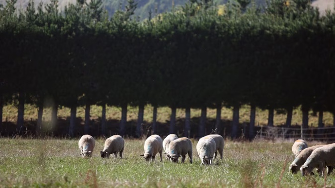 Four research programmes have found a likely increase in pine plantations on land currently used for sheep and beef farming. Photo / Duncan Brown