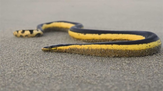 A docile but deadly yellow-bellied sea snake has been washed up on a beach in Whangamatā, Coromandel. Photo / Department of Conservation