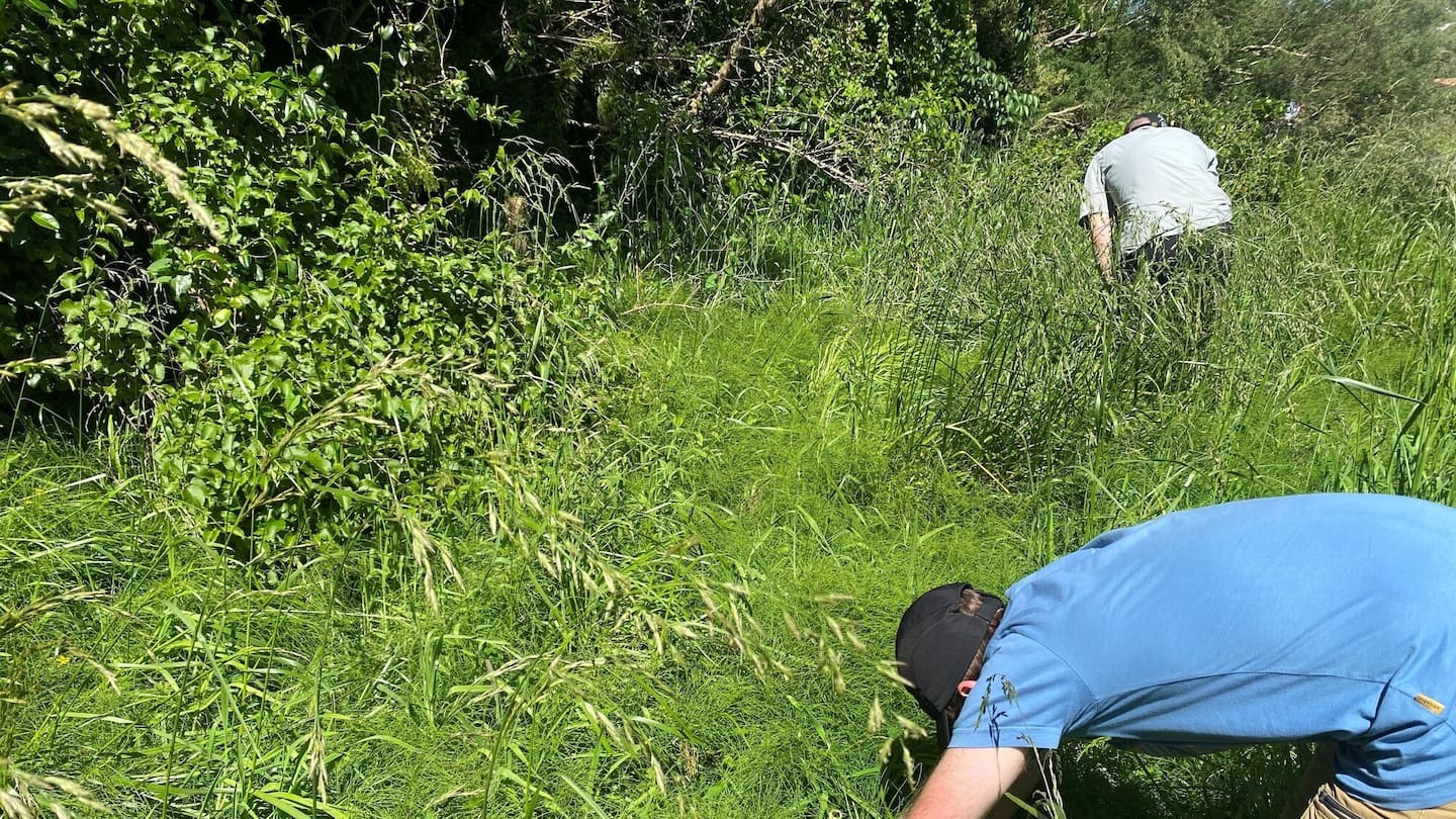 Horizons staff on the hunt for weevils.