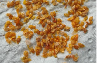 D:\My Docs\Radio\Jack Tame Saturdays\pics\Gardeners Delight seeds drying JT 20250319125234.jpg