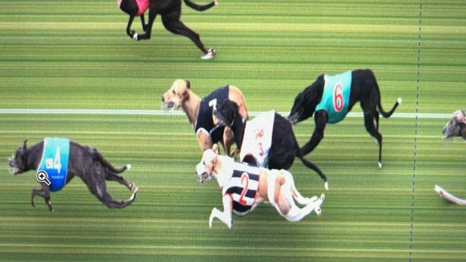 Chef's Mate (No 4) narrowly wins the second-to-last race, showing how close the punter came to getting nothing. Photo / Supplied