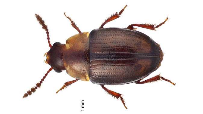 A scientific image of one of the three undescribed leiodidae beetles discovered at Rotorua’s Dansey Road Scenic Reserve. Photo / Bryce McQuillan Photography