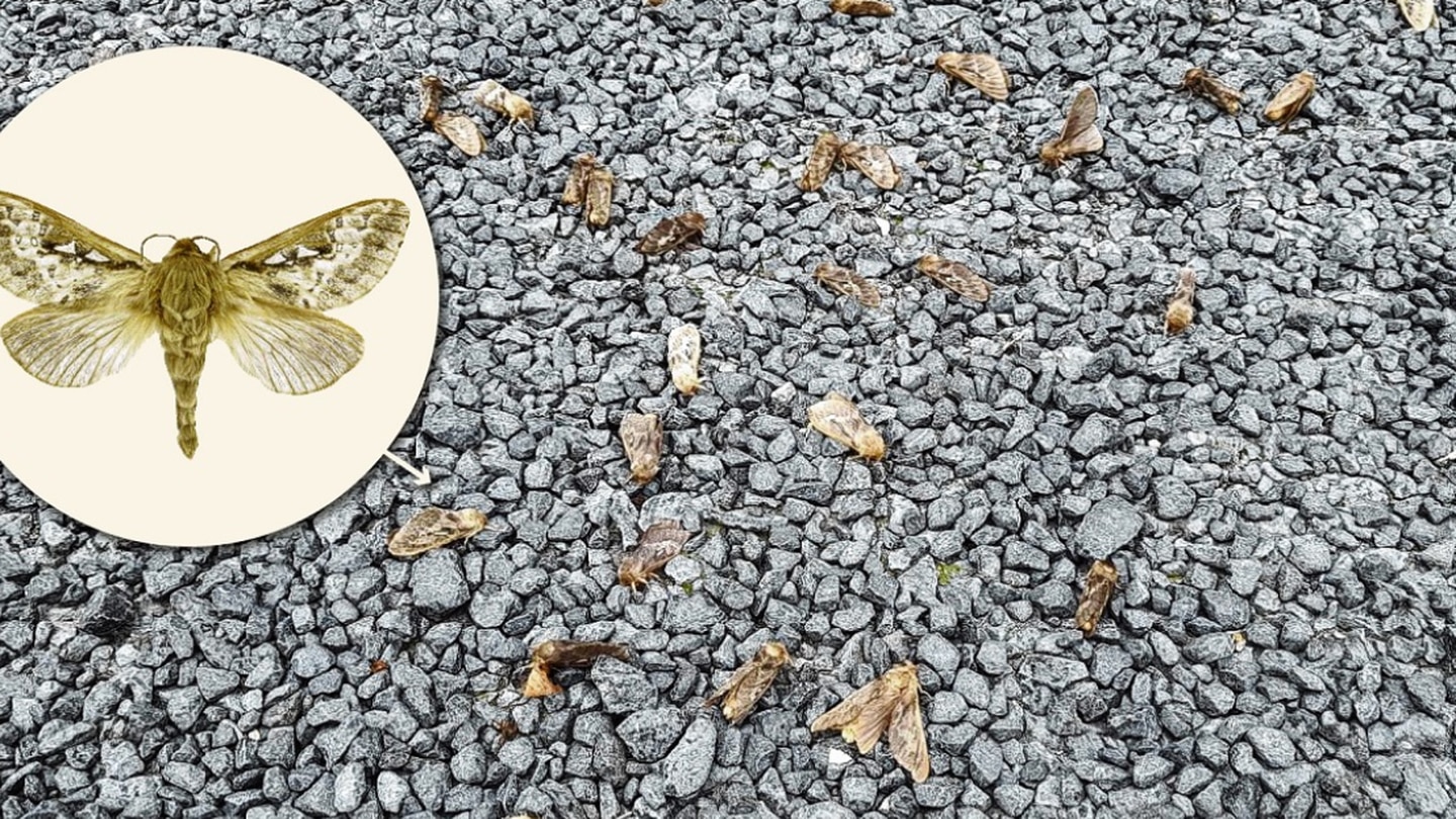 A group of dead moths at Momona last week after what is believed to be an early mating season. Photo / Anne-Francis Barkman