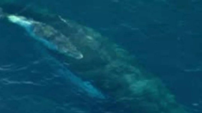 The humpback whale and calf were stuck in a shark net for more than an hour. Photo / 9 News