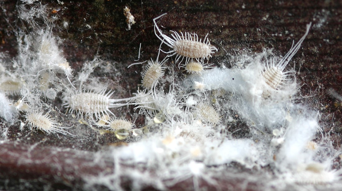 Mealybugs. Photo / Supplied