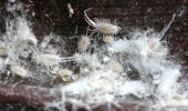 Mealybugs. Photo / Supplied