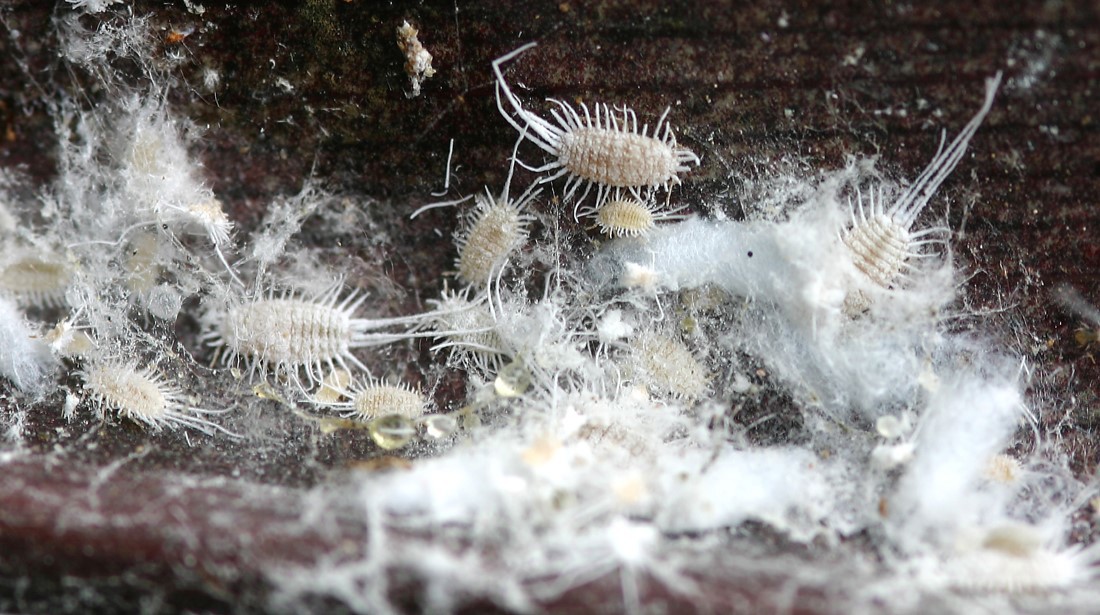 Ruud Kleinpaste: Mealybugs and Scale Insects - tricky pests for the summer
