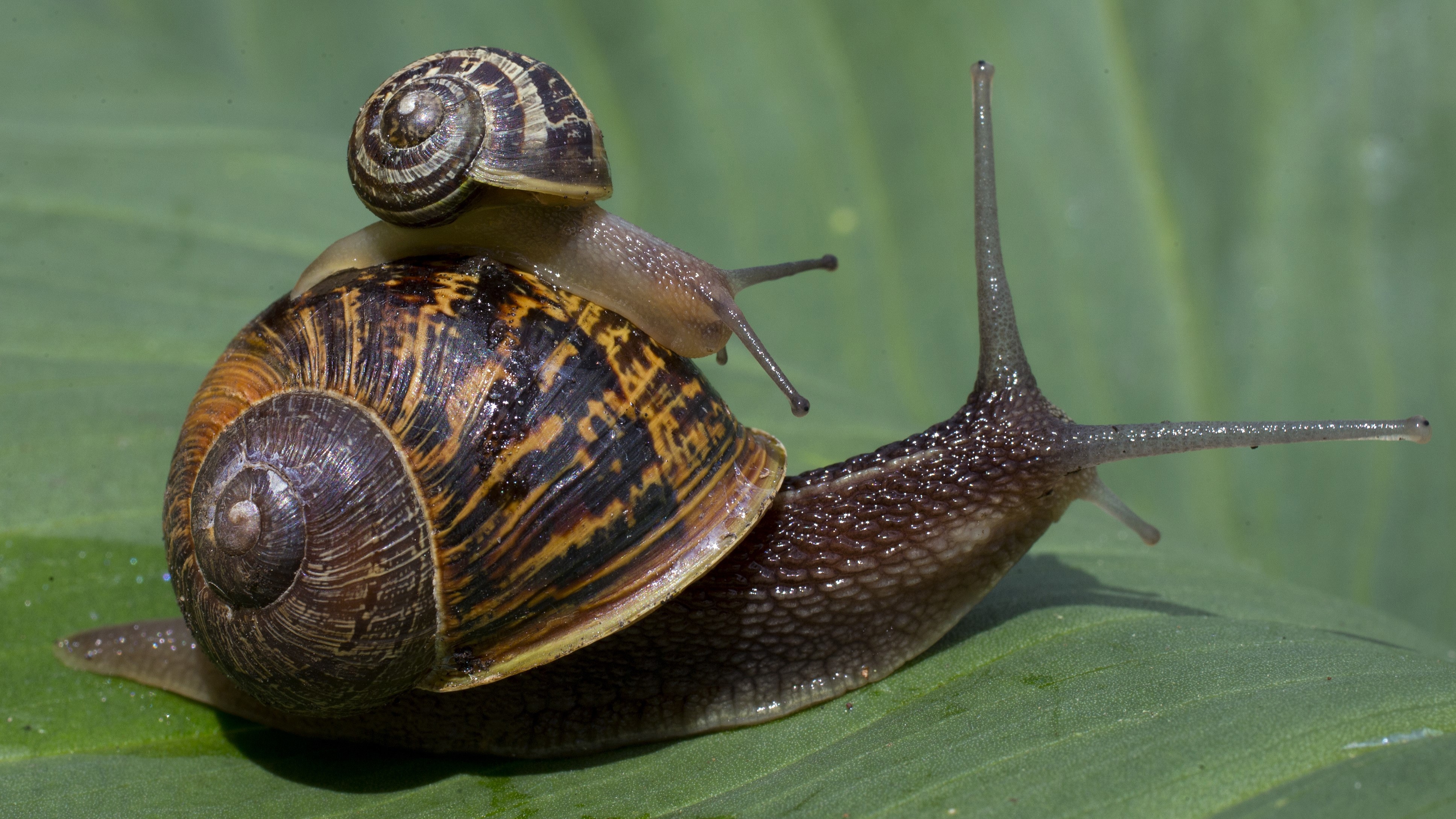 Ruud Kleinpaste: Amazing slugs and snails in New Zealand