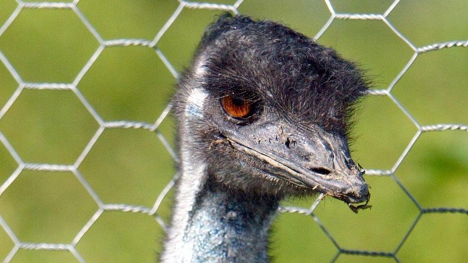 A Lotto winner in Australia is contemplating using his cash prize to build an emu racetrack. Photo / NZME