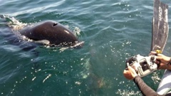 Northland orca expert Ingrid Visser has co-authored a special study about orcas sharing food with humans. Photo / NZME